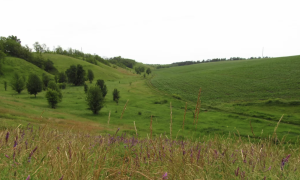 На Київщині створили новий заказник з червонокнижними рослинами та комахами