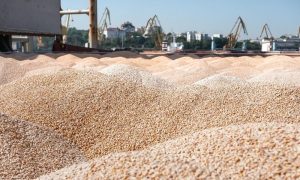 Програма Grain from Ukraine: Туреччина відправляє зерно у Нігерію