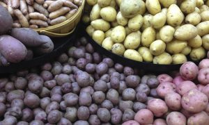 Гуртові ціни на картоплю в Україні: вартість зросла за рік у 2,2 раза, - EastFruit
