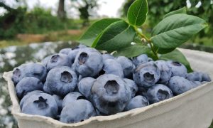 Україна на світовому ринку ягід: в десятці постачальників свіжої лохини до Британії - EastFruit