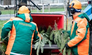 У Києві працюватимуть пункти утилізації ялинок 