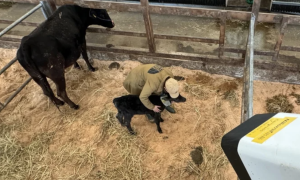 Nikon створила систему зі ШІ, яка допомагає фермерам стежити за народженням телят