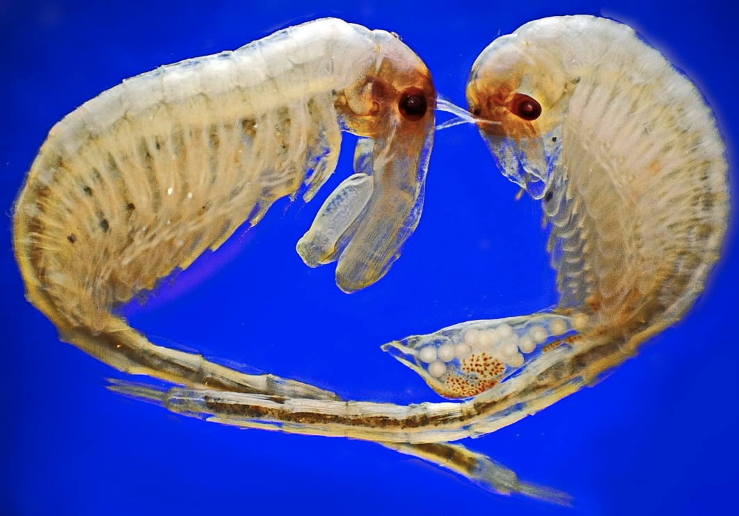 Українські науковці розшифрують геноми видів із озер Антарктики