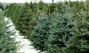 У Києві підбили підсумки роботи пунктів збору новорічних дерев: скільки ялинок принесли