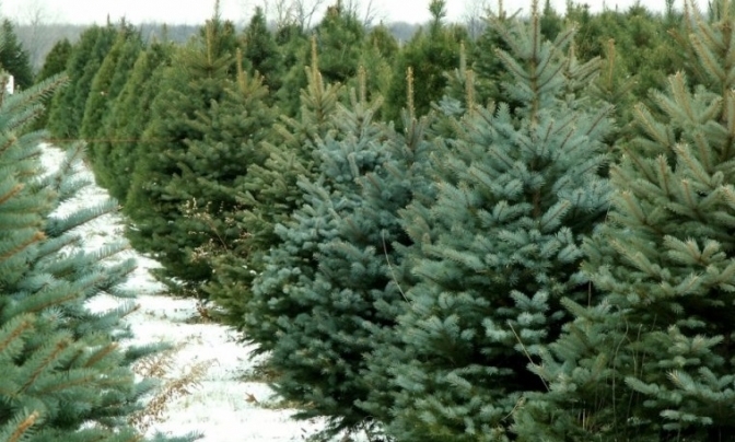 У Києві підбили підсумки роботи пунктів збору новорічних дерев: скільки ялинок принесли