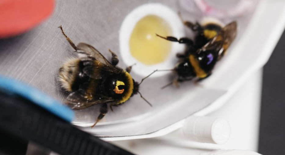 Вчені з'ясували, що джмелям властивий колективний розум