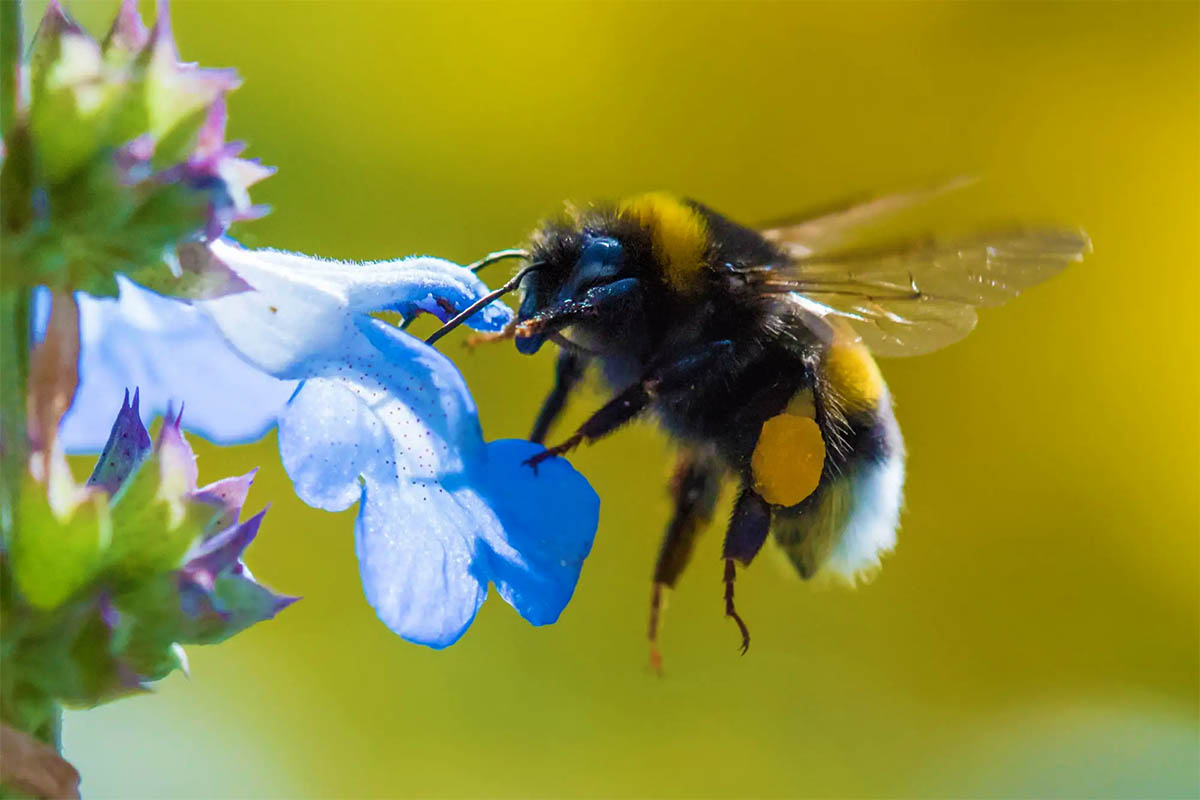Вчені відкрили несподівану здатність джмелів для виживання
