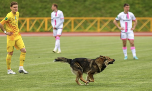 Футбольний матч українського чемпіонату довелося призупинити через несподіваного гостя на полі - відео