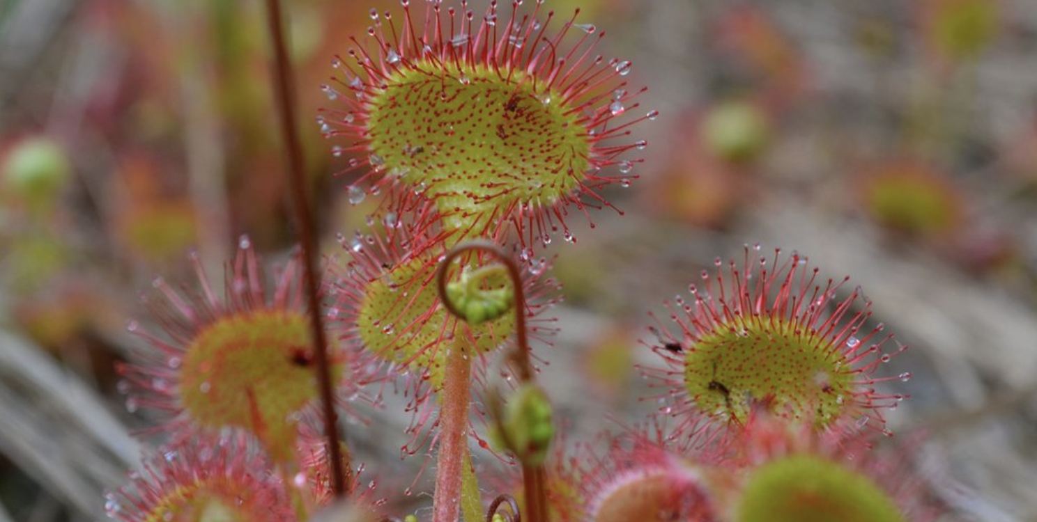 На Хмельниччині помітили рослину, яка полює на комах