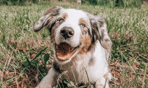 Новий компаньйон у сім'ї: 6 порад для догляду за цуценям