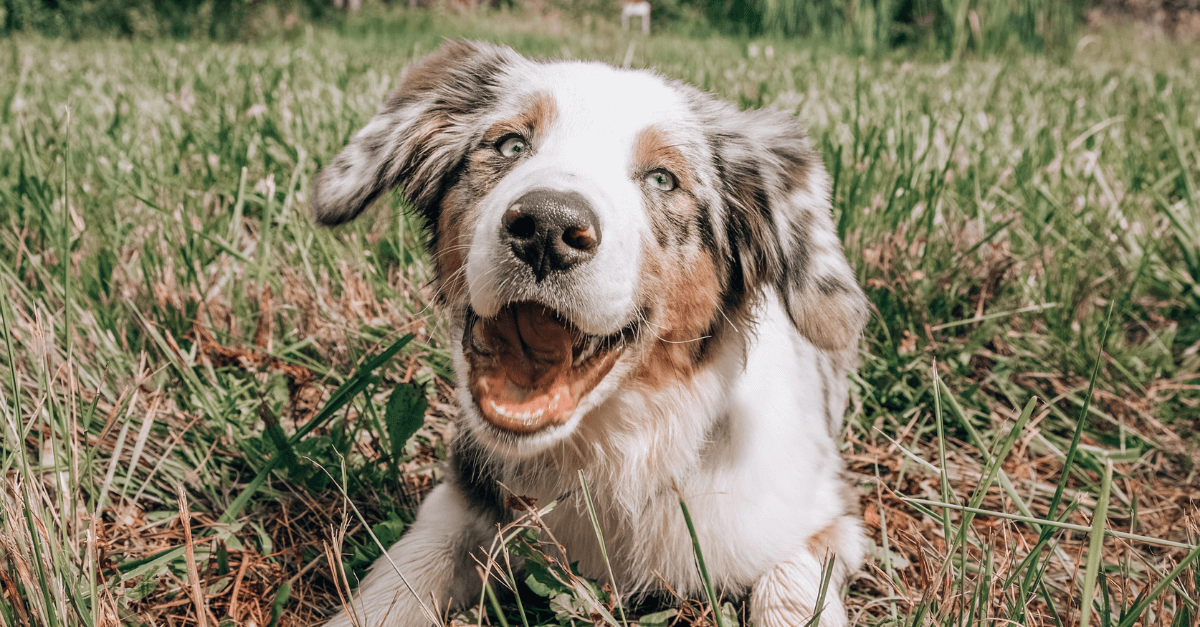 Новий компаньйон у сім'ї: 6 порад для догляду за цуценям