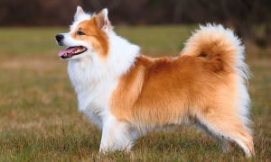 29% українців підібрали домашнього улюбленця з вулиці — як забезпечити комфорт для нового жителя вашого дому