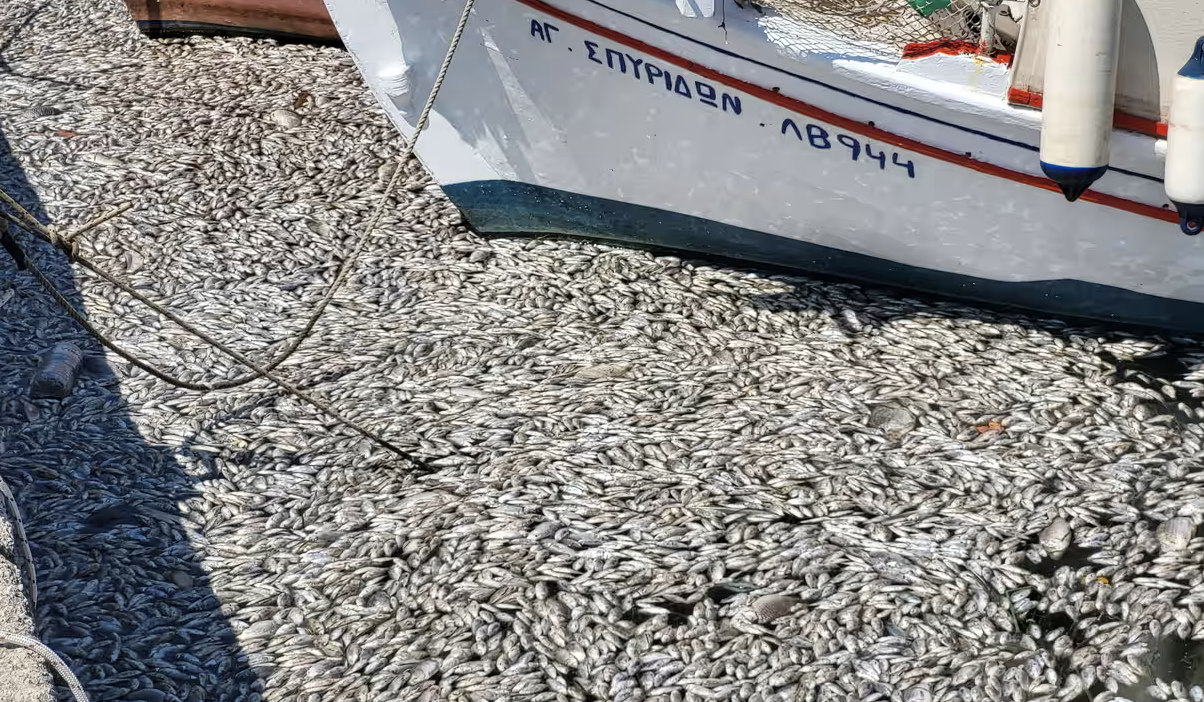 У Греції популярний туристичний порт виявився наповненим сотнями тисяч мертвих риб