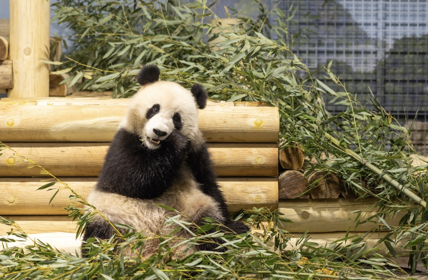 Дві панди прибули до Національного зоопарку США з Китаю
