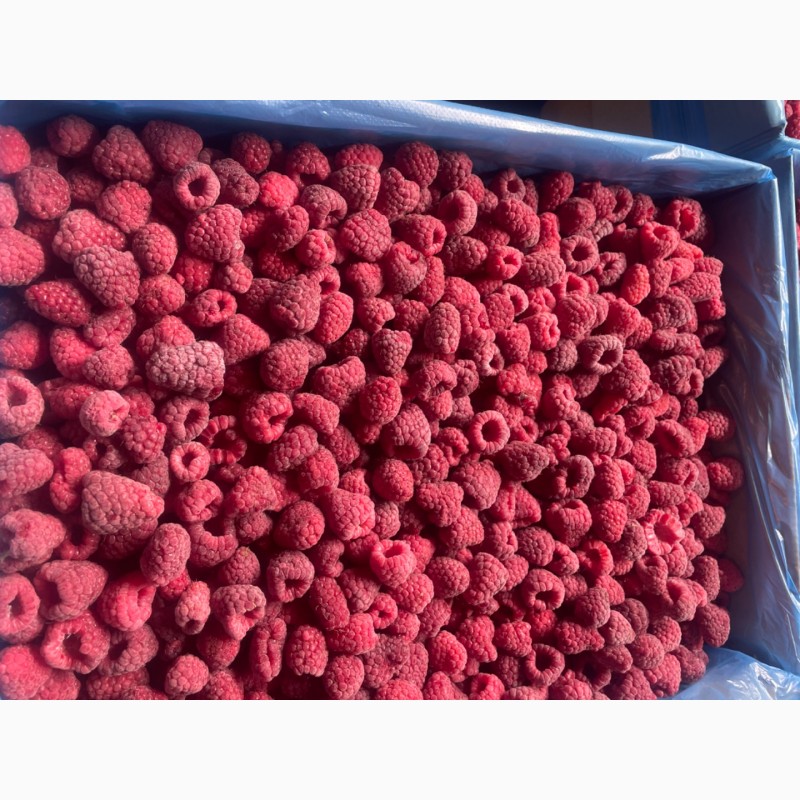 Україна встановила рекорд в експорті замороженої малини