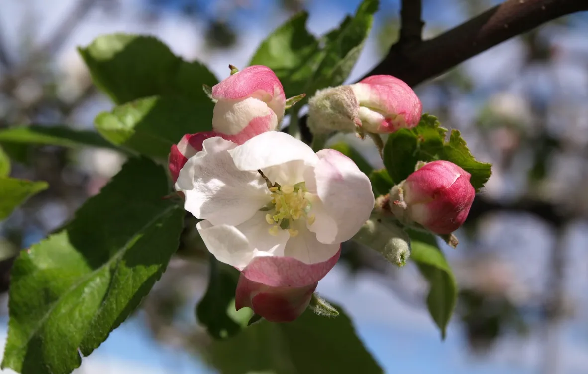 Початок травня в Україні буде теплим та вітряним, — синоптикиня